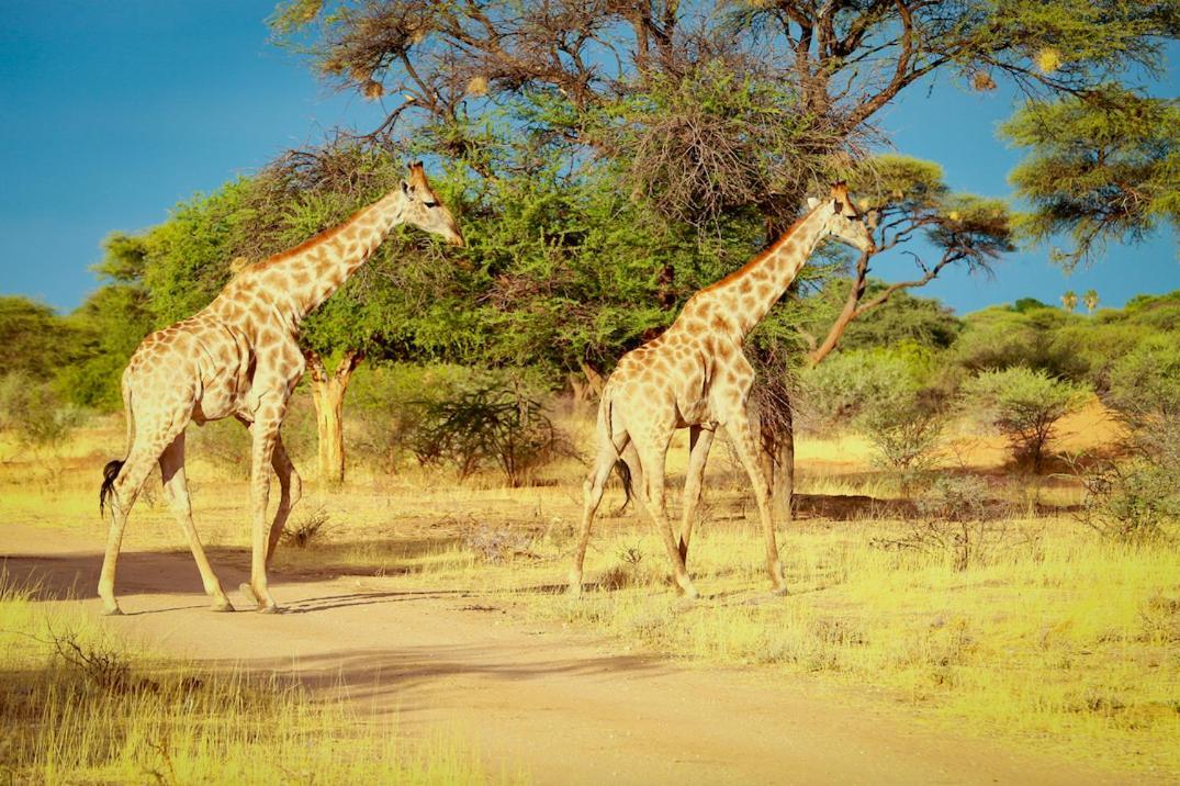 Otjiwa Safari Lodge Очиваронго Екстер'єр фото